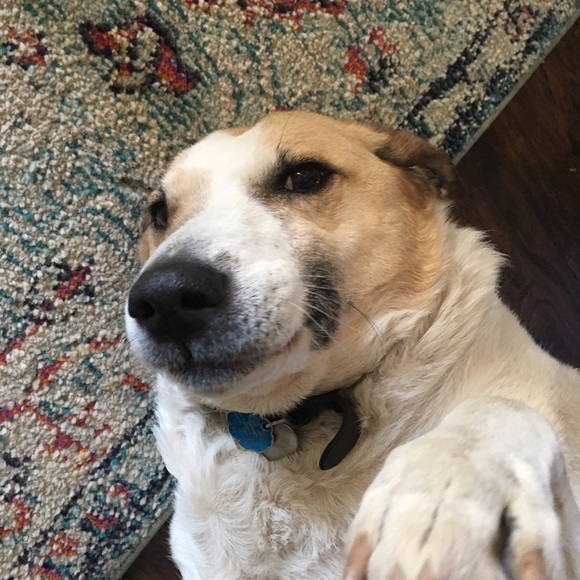 Meet your Posher, Madisen - Picture 1 of 1